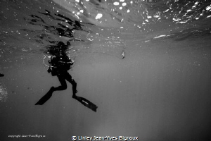 While on a photography dive in Flic en Flac with a slight... by Linley Jean-Yves Bignoux 